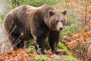 Характеристика бурых медведей