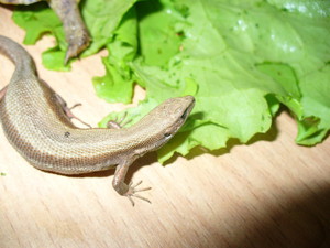 Чем кормить ящерицу дома: рацион и советы по уходу