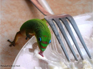 Ящерка на столе