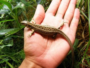Где ловить ящериц