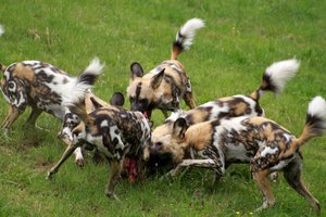 Охота африканских диких собак