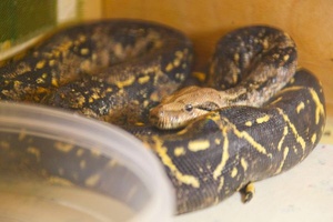 Корм ящериц в домашних условиях  