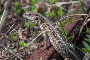 Мимикрия ящериц 