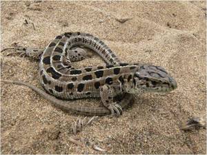 Ящерица на песке