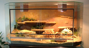 Содержание и кормление ящериц