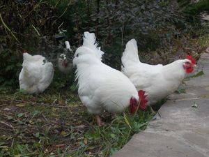 В 66 белые карликовые курочки