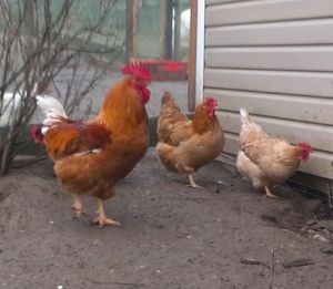 Карликовые куры на подворье