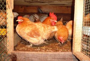 Мини-мясные куры - закрытое содержание