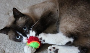 Как произошла порода кошек