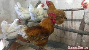 Мини-мясные куры отдыхают