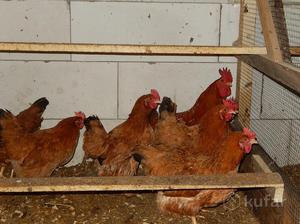 Мини-мясные куры в помещении