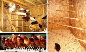 Как сделать насесты для несушек