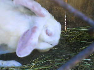 Препараты для лечения кроликов