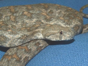 Чем опасна гюрза