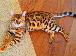 Бенгальская кошка лежит на полу
