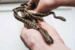 Внешний вид амурского полоза