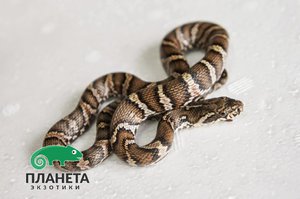 Внешний вид амурского полоза