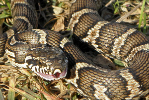 Где обитает амурский полоз