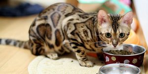 Кот-бенгал завтракает