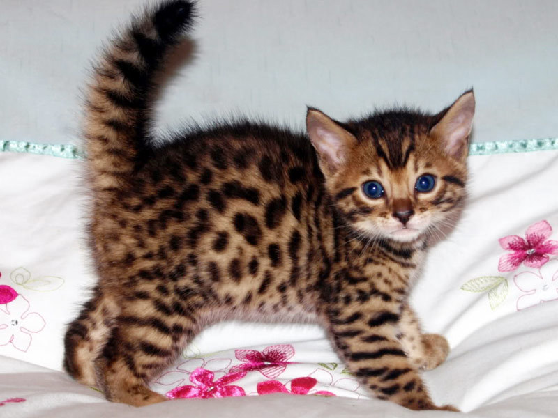 Бенгальский котенок насторожен