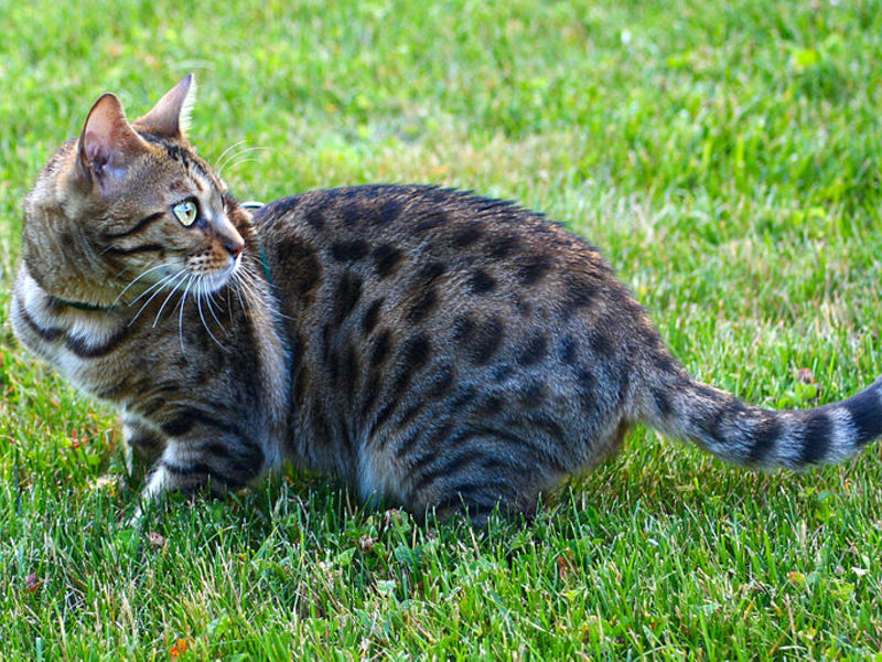 Бенгальская кошка гуляет на улице