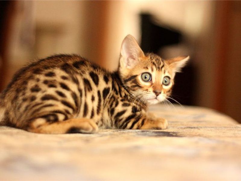 Бенгальский котенок привыкает к новому дому