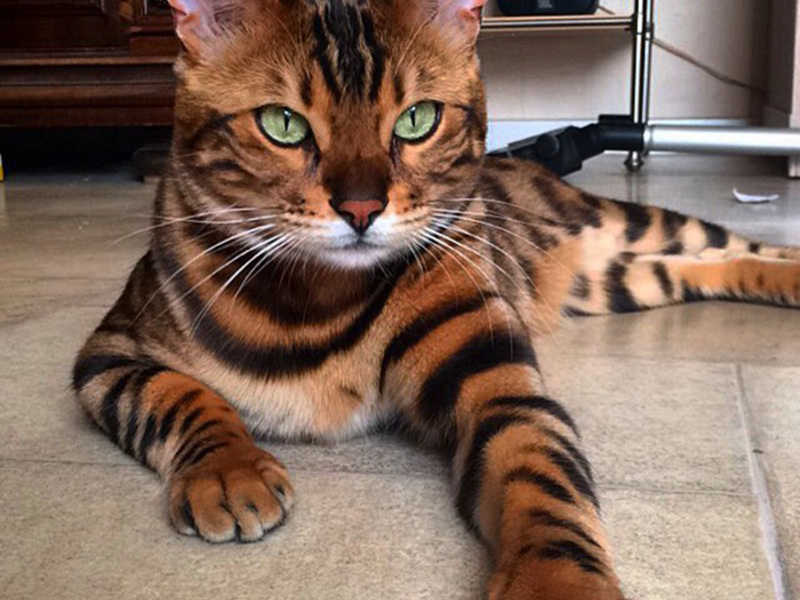 Роскошный бенгальский кот