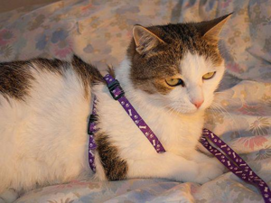 Перед выходом на улицу дайте питомцу время привыкнуть к поводку