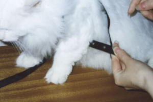 Такой поводок одеть просто, но для новичков он не рекомендуется