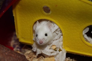 Домик для декоративной мыши