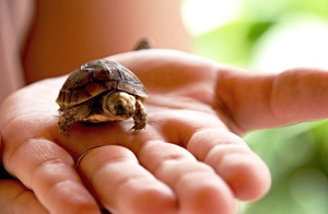 Как определить пол красноухой и сухопутной черепахи