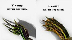 Как узнать пол у красноухой черепахи