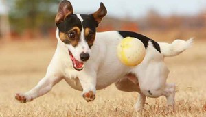 Здоровье щенка рассела