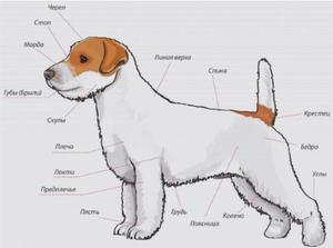 Стандарты породы рассела