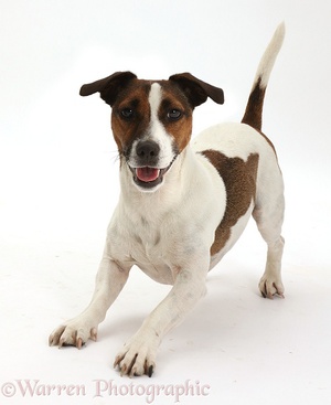 Порода собаки