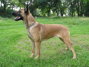 Характеристика собак породы Бельгийская овчарка