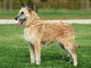 Описание особенностей Бельгийской овчарки Лакенуа