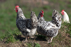 Пушкинская полосато-пёстрая порода кур