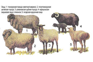 Разведение овец