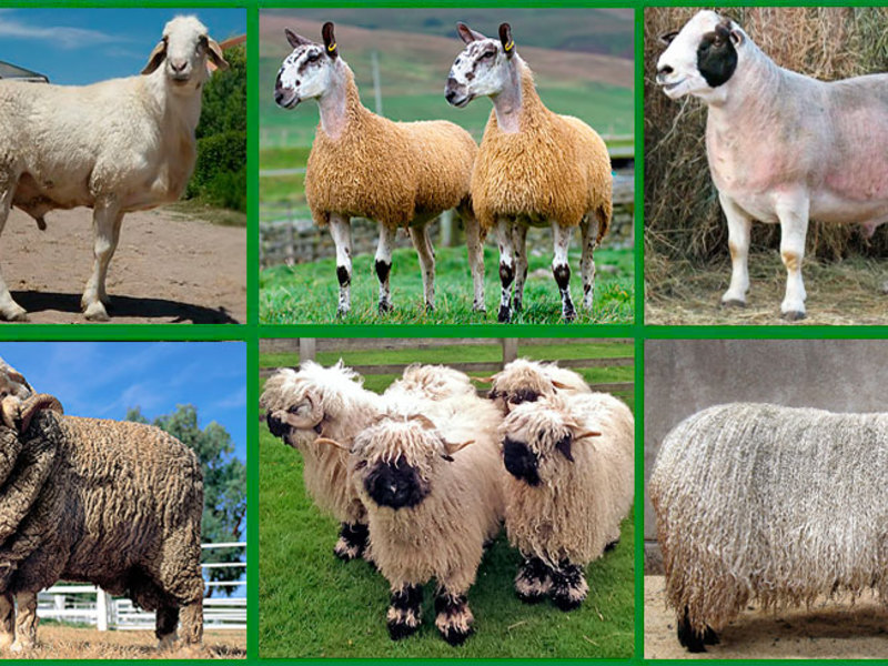 Какие есть породы овец Чем кормить овец