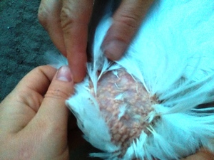 Болезни бройлеров: симптомы, лечение и профилактика у цыплят