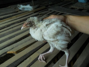 Болезни бройлеров - помощь птицам