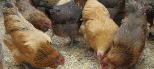 Чем кормить несушку 