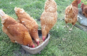 Кормление несушек во время линьки