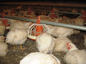 Корм для кур