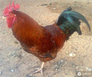 Внешние признаки Кучинских петухов 