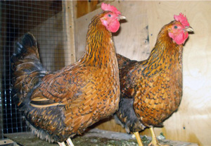  Характеристики внешнего вида кучинских кур