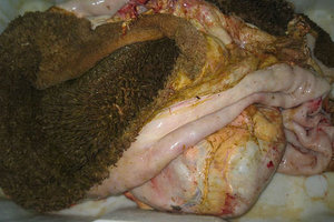 В какой виде давать говяжий рубец