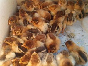 Особенности цыплят породы кур Кучинская Юбилейная