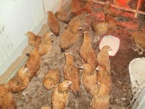 Как осуществлять уход за молодняком кучинских кур